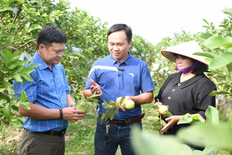 Thanks to the application of technology in selling products, farmers’ agricultural products are trusted by many people. (Photo: VAN HOC) 26-6-ungdung2.jpg