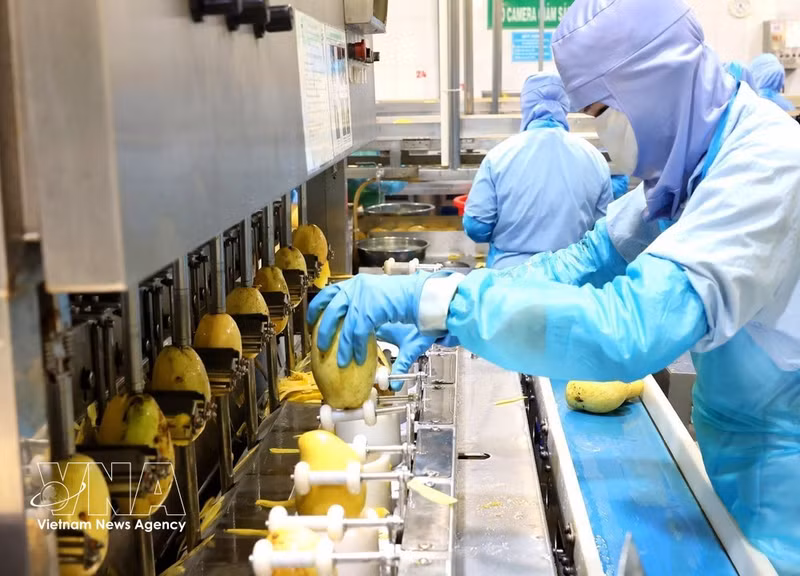 An automatic mango peeling line at ANTESCO Company's factory in Chau Phu commune, An Giang province. (Photo: VNA)