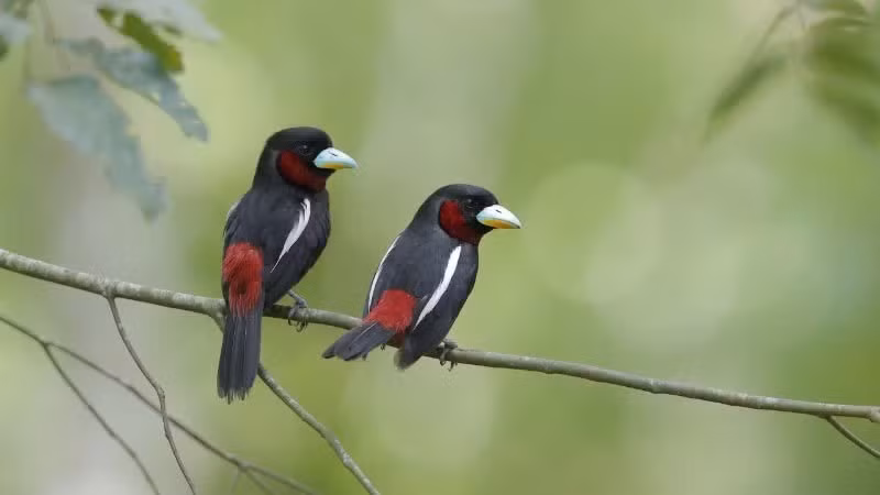 The competition records images of wild bird species in their natural habitats. (Photo: the organising committee)