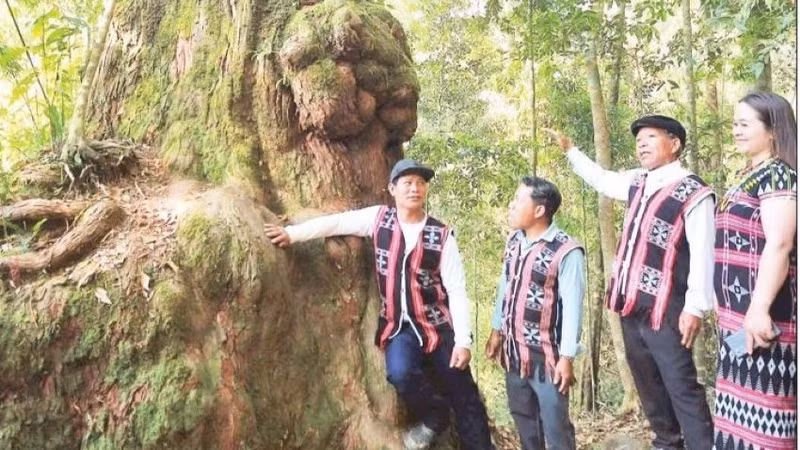 The 'po mu' (fokienia) forest in Hung Son Commune has become a popular destination for domestic and international visitors.