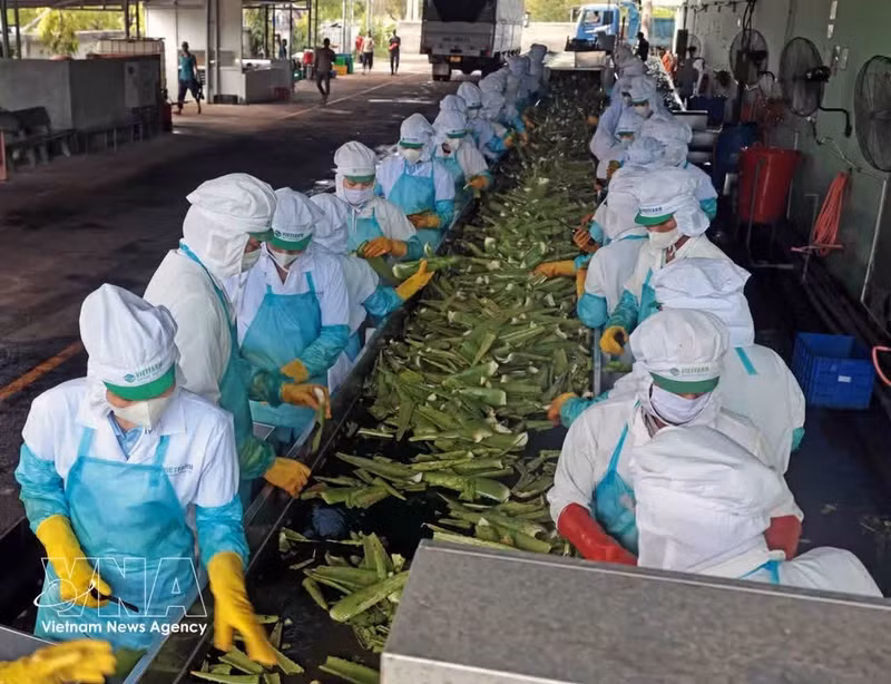VietFarm Food Joint Stock Company, located in Thanh Hai Industrial Park, Phan Rang - Thap Cham city, Ninh Thuan province, is currently the largest aloe vera producer in Viet Nam. (Photo: VNA)