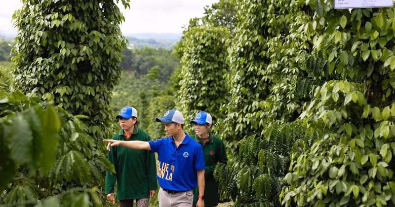 Developing sustainable pepper farms in Dak Lak Province. (Photo: MINH ANH)