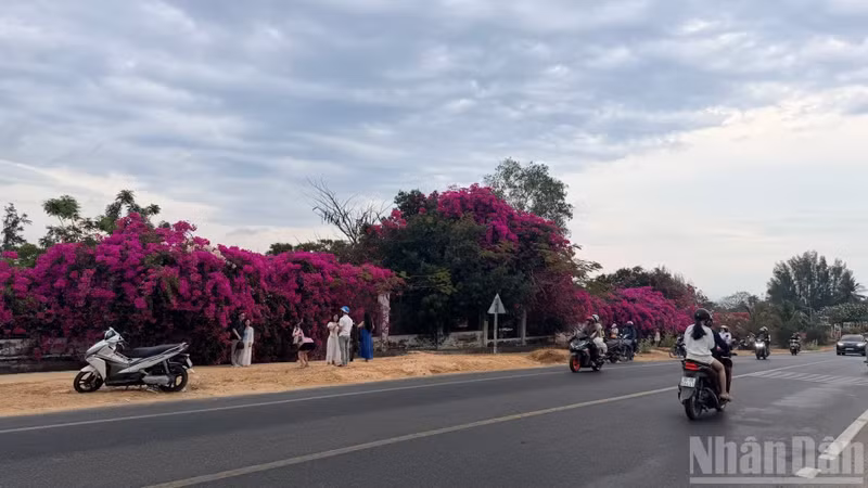 Visitors take photos by the brightly coloured bougainvillea trees.