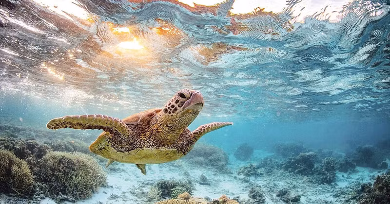 Viet Nam’s programme for the protection and sustainable development of endangered turtle populations and their habitats contributes significantly to the conservation of the country’s biodiversity. 