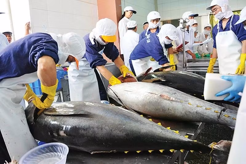 Viet Nam's tuna export sector continues to face a critical challenge in sourcing raw materials, as the majority of enterprises still rely heavily on imported tuna for processing.