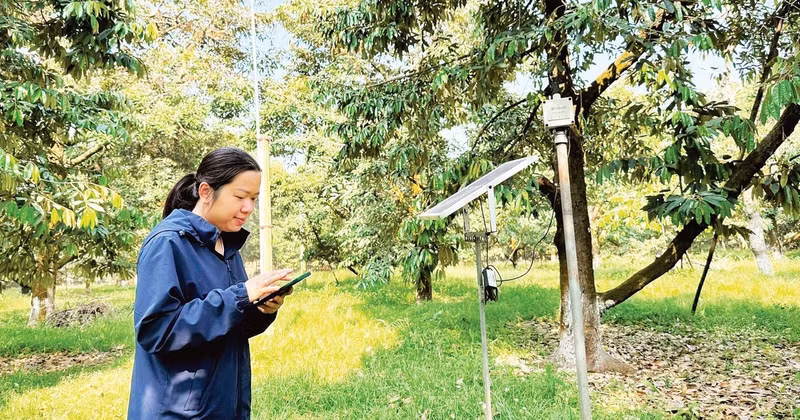 Monitoring a durian orchard using sensor technology in Krong Pac Commune, Dak Lak Province. (Photo: Minh Anh)
