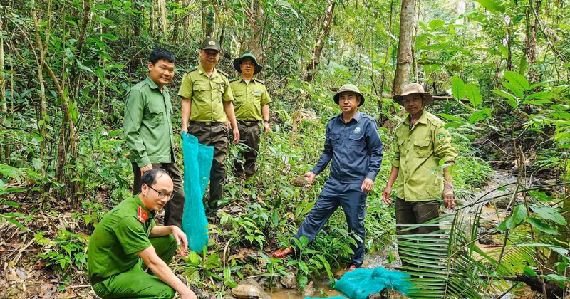The release of endangered and rare wild animals is supervised by relevant agencies. (Photo published by VNA)