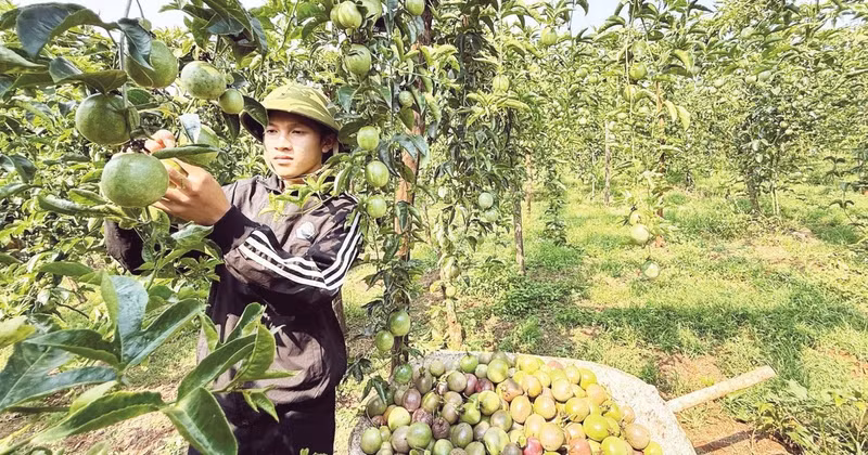 Establishing planting area codes is a crucial condition for boosting fruit and vegetable exports. (In picture: A farmer harvesting passion fruit in Ia Hrung Commune, Gia Lai Province. Credit: MINH ANH)