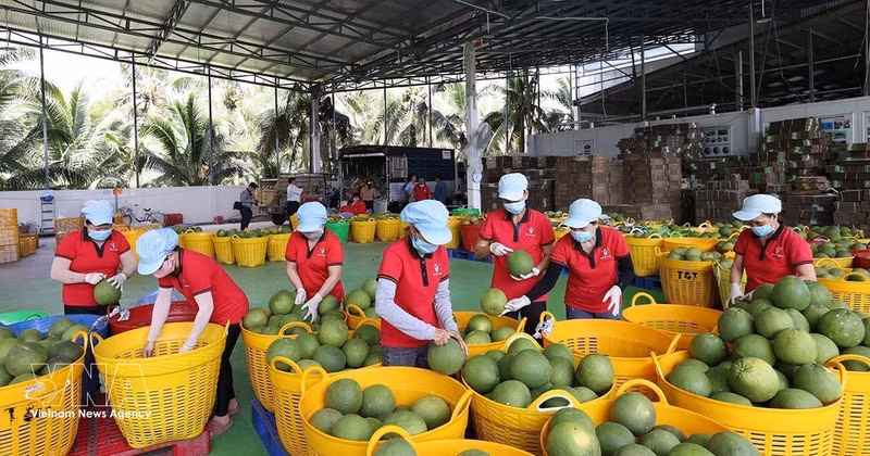 Workers sort green pomelos for export at the Vina T&T Group factory in Vinh Long province. (Photo: VNA)