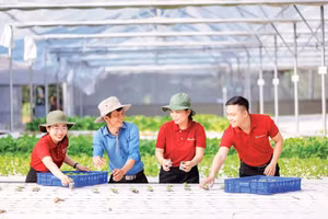 Businesses seeking to participate more deeply in value chains have a strong need for medium- and long-term capital. (Photo: KHANH ANH)