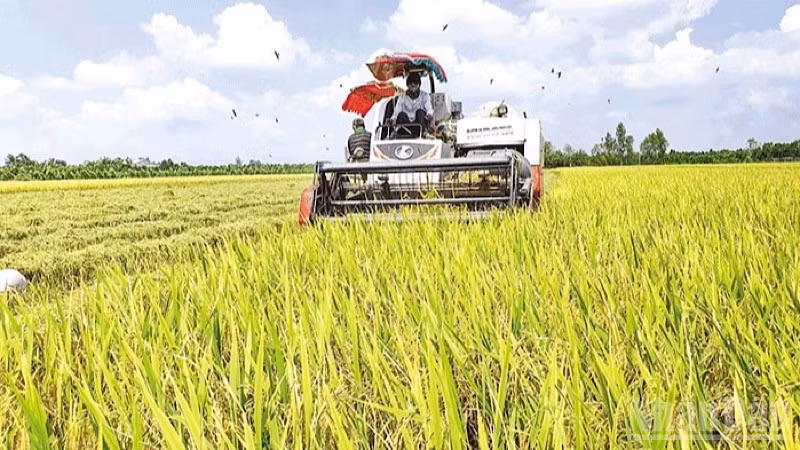 Can Tho farmers harvest high-quality rice meeting export requirements. (Photo: THANH TAM)