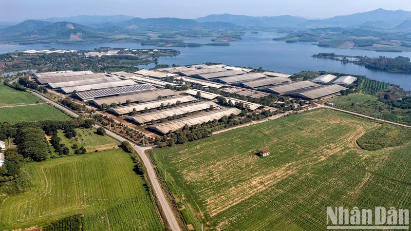 A view of TH True Milk’s green farm in Nghe An Province. (Photo: Thanh Dat)