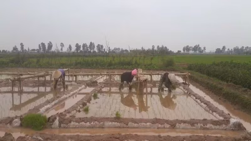 Farmers transplant rice seedlings in the fields.