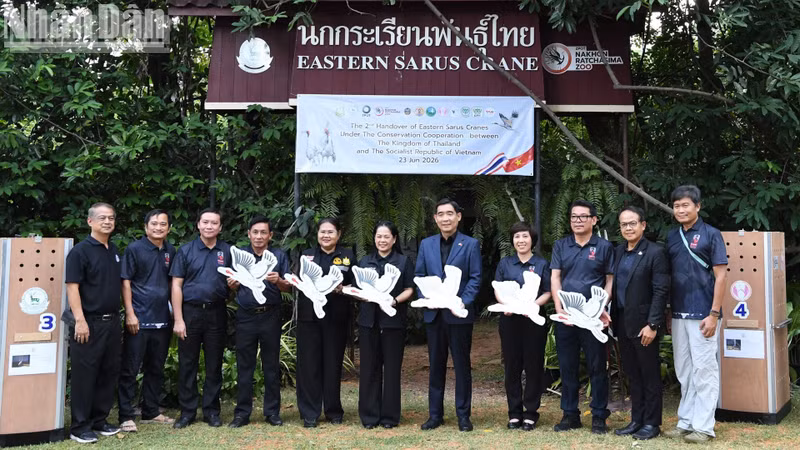 Red-crowned crane conservation cooperation between Viet Nam and Thailand. (Photo: Xuan Son)