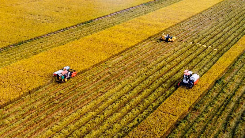 Harvesting rice in a large-scale paddy field in Tay Ninh Province. (Photo: KHANH AN)
