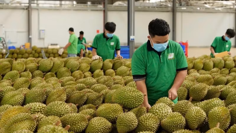 Durians are inspected before export at Chanh Thu Group. (Photo: Minh Anh)