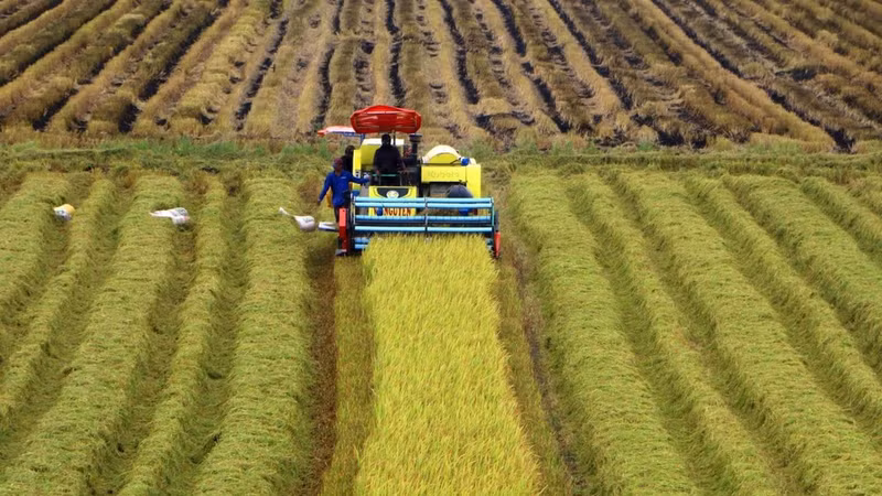 Harvesting high-quality, low-emission rice in Can Tho City. (Photo: VNA)
