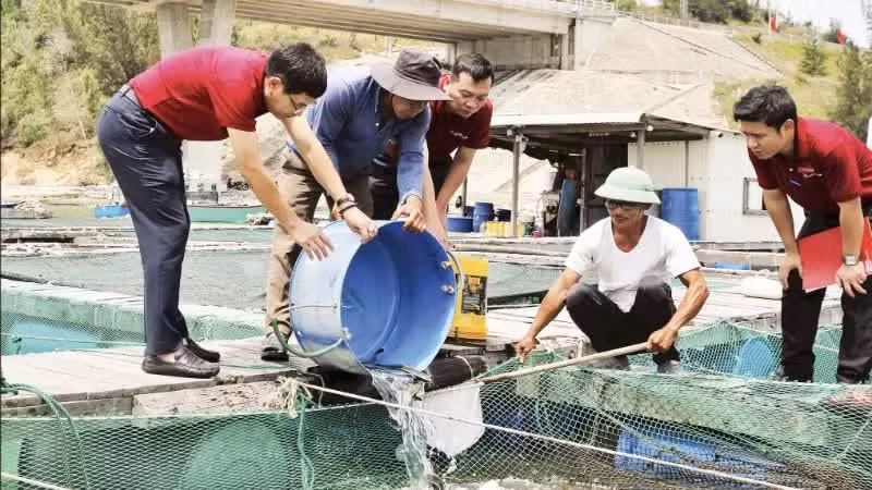 Tran Van Le (in a white shirt) in De Gi Commune, Gia Lai Province, has resumed production thanks to bank loans. (Photo: Hong Anh)