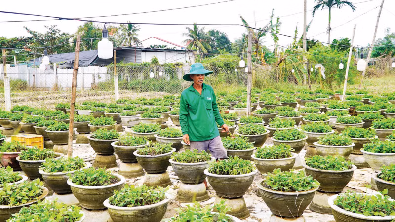 Nguyen Duc Khanh (Hoi An Dong Ward, Da Nang) tends to chrysanthemum pots after the floods.