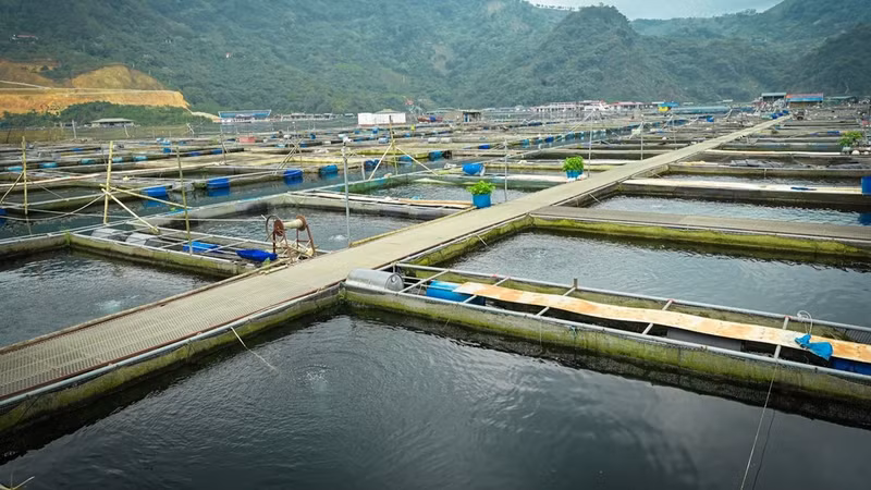 An aquaculture model at Bay Tuyen Fish Cooperative in Hoa Binh Ward, Phu Tho Province. (Photo: TRAN LONG)