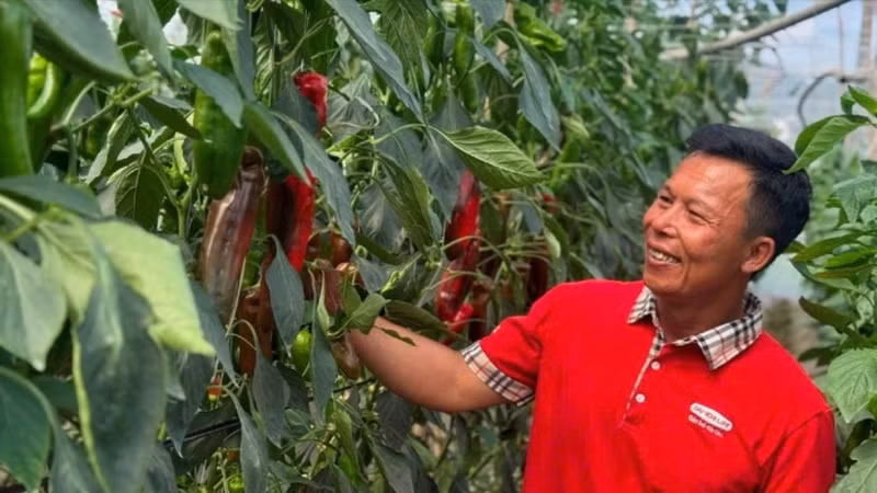Farmers in Moc Chau (Son La) access high technology under the framework of the “Smart agriculture for future generations” project.