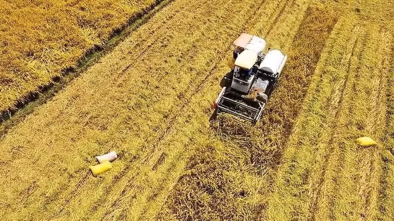 Rice harvesting in the Mekong Delta. (Photo: VAN UT)