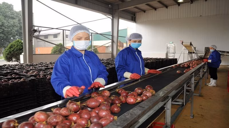 Vietnamese passion fruit is currently being intensively processed to boost exports to the US and the EU. (Photo: THUY ANH)