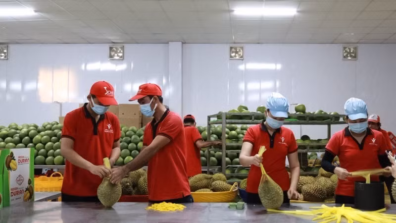 Workers package fruit for export at Vina T&T Group. (Photo: MINH ANH)