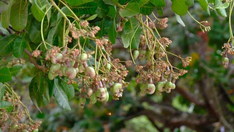 The soil and climate conditions in Dong Nai are suitable for cashew cultivation, and the quality of its cashew nuts is considered among the best in the world.