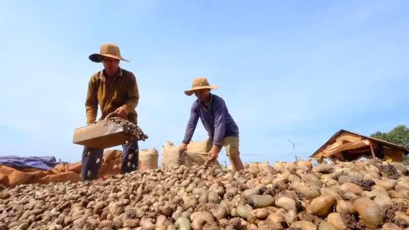 Viet Nam has remained the world’s leading country in cashew processing and exports for 19 consecutive years.