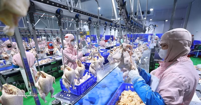 A modern chicken slaughtering line at the factory of the Green Chicken Co., Ltd. (Photo: VNA)