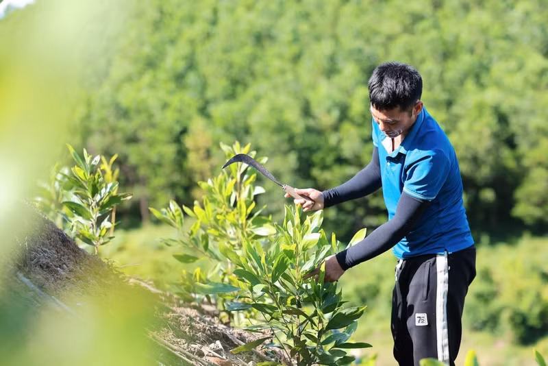 Acacia plantations in Thanh Hoa absorb large amounts of CO₂, contributing to greenhouse gas emission reductions.