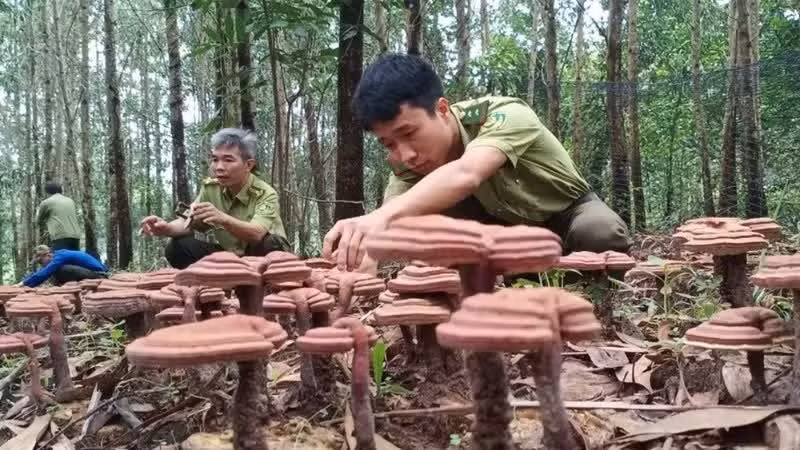 A pilot model cultivating lingzhi mushrooms under forest canopies by the Xuan Loc Protection Forest Management Board.