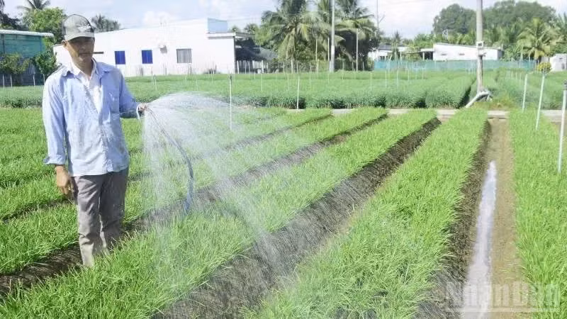 Farmers in Nhuan Phu Tan Commune have developed the chive-growing profession for nearly 40 years.