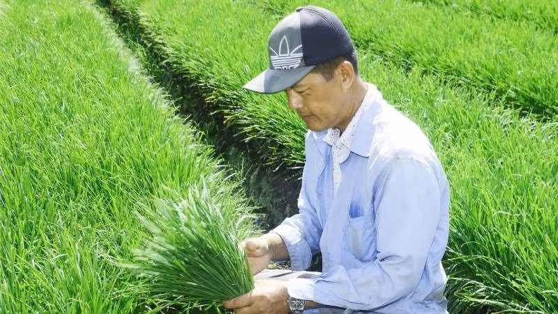 Farmers harvest chives.