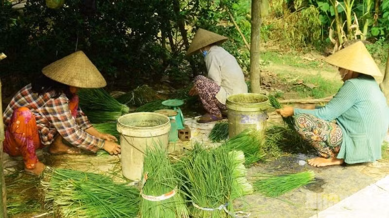 Chive cultivation helps create jobs for many rural workers.