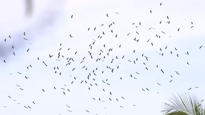 Thousands of birds return to the sanctuary every day.