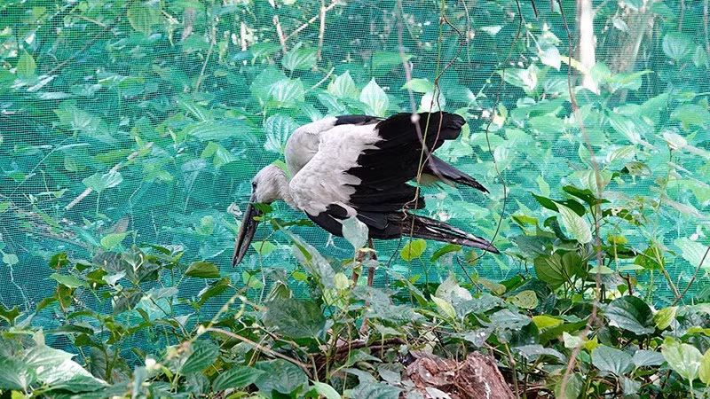 A rare bird cared for by Hai Chia.