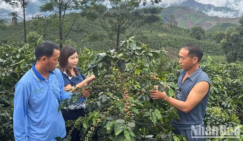 Officials from the General Services Centre of Quai To Commune, Dien Bien Province, instruct local people of Che A Hamlet on how to selectively pick ripe coffee cherries without damaging the plants. (Photo: LE LAN)