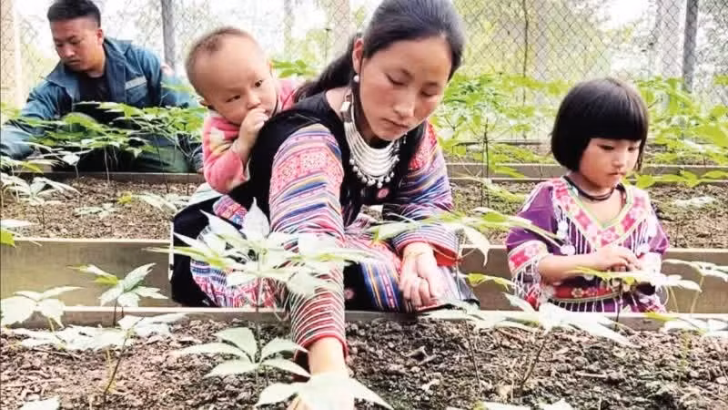 Ngoc Linh ginseng introduced by Thanh Long Construction Investment One Member Co., Ltd. helps local people in Son La improve their incomes. (Photo: CHI LONG)