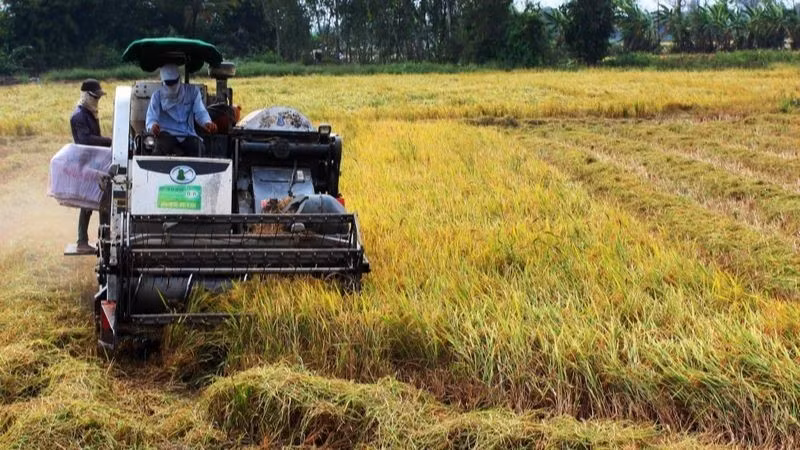 Harvesting summer-autumn rice in Can Tho City. (Photo: NDO)