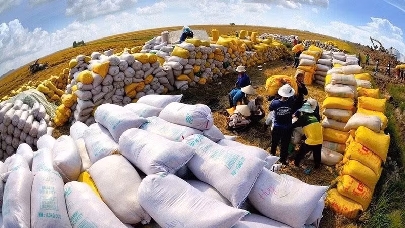 Vietnamese rice exports to Singapore increase sharply. (Photo: VFFA)