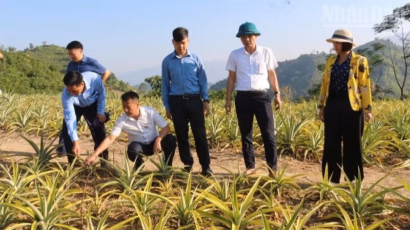 The supervisory delegation of the Dien Bien Provincial People’s Council’s Ethnic Affairs Committee conducts a field inspection of a community-based production support project for pineapple cultivation and care in Cong Binh Hamlet, Nua Ngam Commune. (Photo: LE LAN)