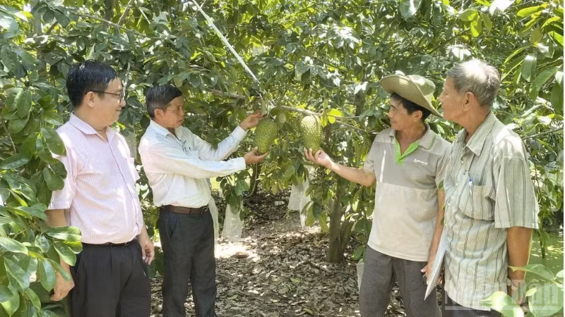 Farmers in Can Tho grow soursop to VietGAP standards for export. (Photo: NDO)