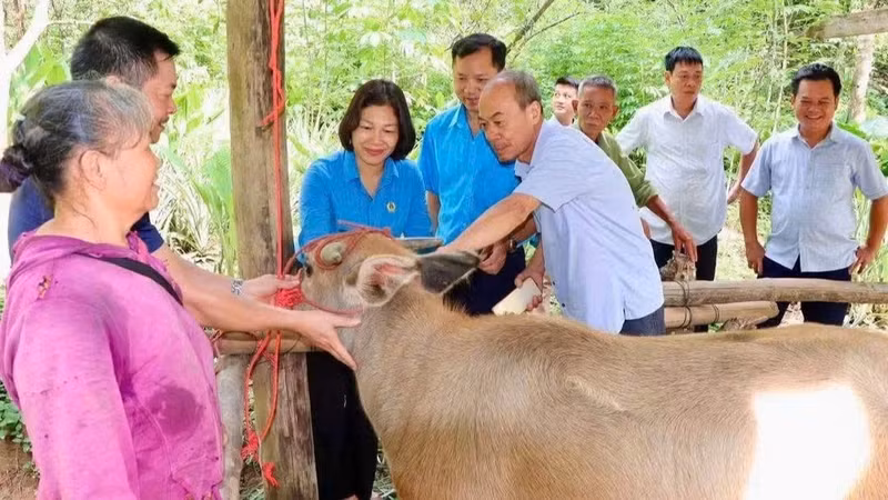 The Thai Nguyen Provincial Federation of Labour presents a breeding buffalo to support a poor household in Phong Quang Commune. (Photo: THU HUE)