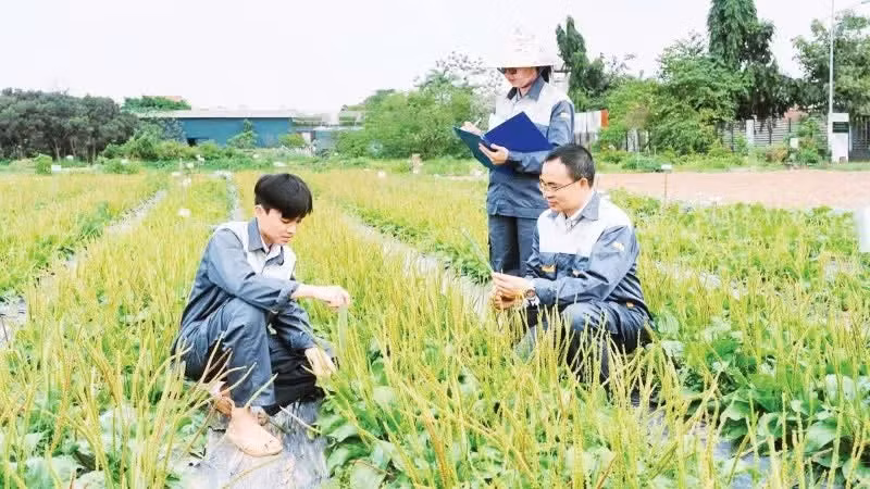 Staff from the National Centre for Genetic Resources and Medicinal Plant Varieties under the National Institute of Medicinal Materials conduct field research on medicinal materials.