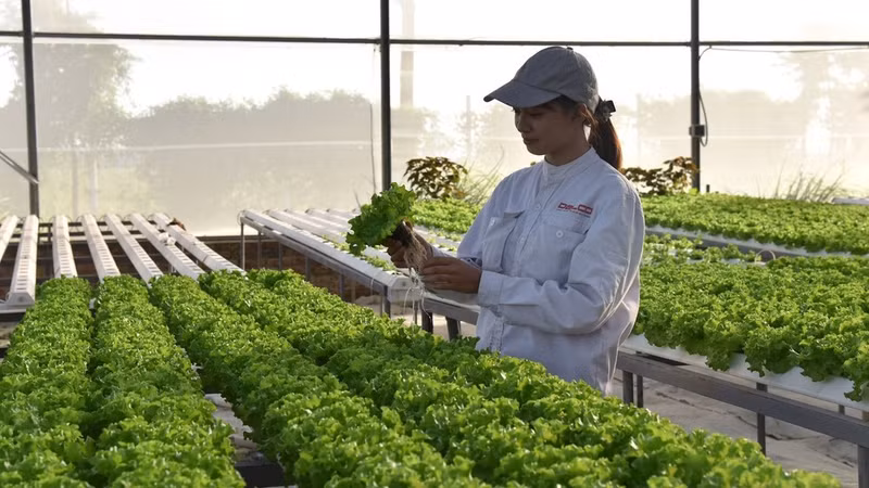 The Delco Farm smart farm in Bac Ninh Province operates using high-tech standards. (Photo: TUE NGHI)