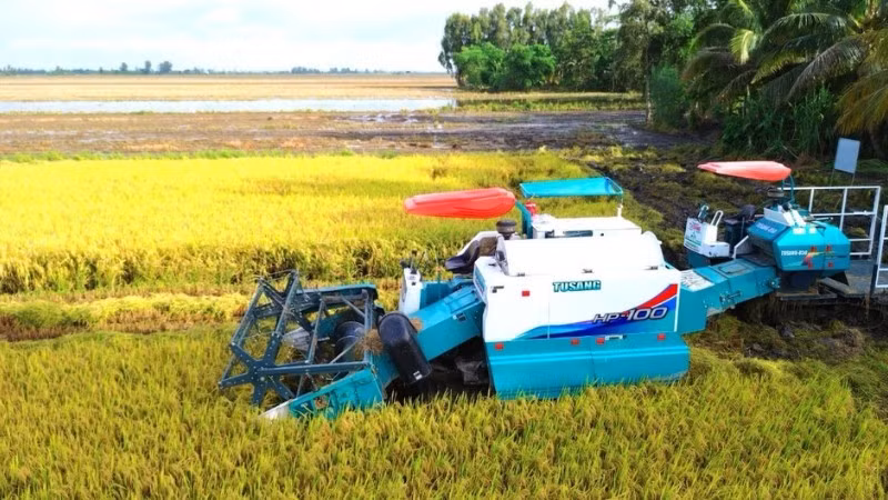 High-quality rice harvesting in Can Tho City. (Photo: NDO)