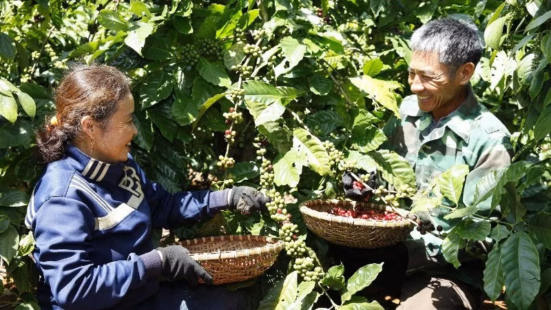 Regenerative agriculture drives sustainable development of Viet Nam's coffee industry