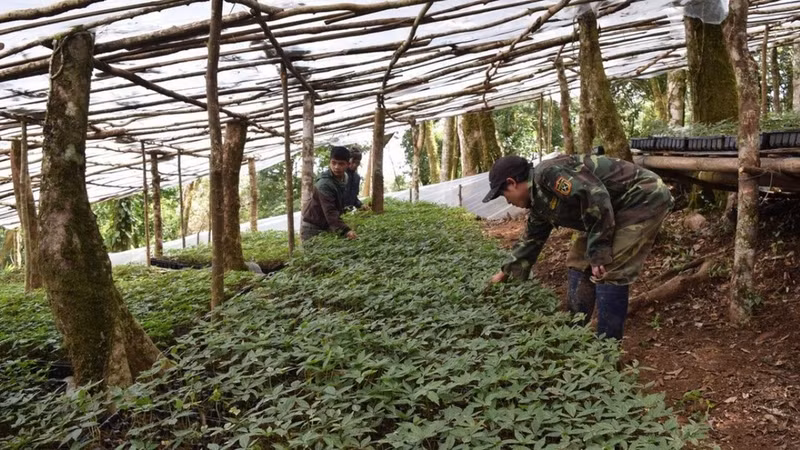 Granting the right to use the "Ngoc Linh" geographical indication for ginseng root products. (Photo: Ministry of Science and Technology)